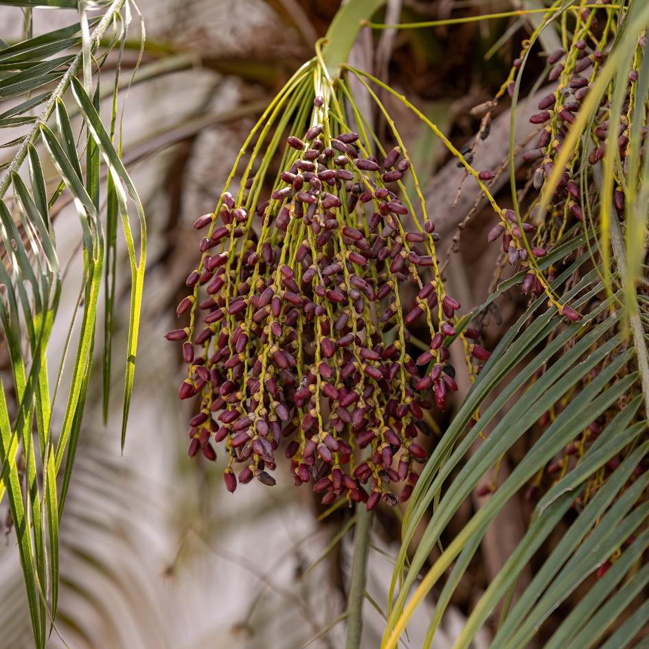 Mabroom dates seeds - 10