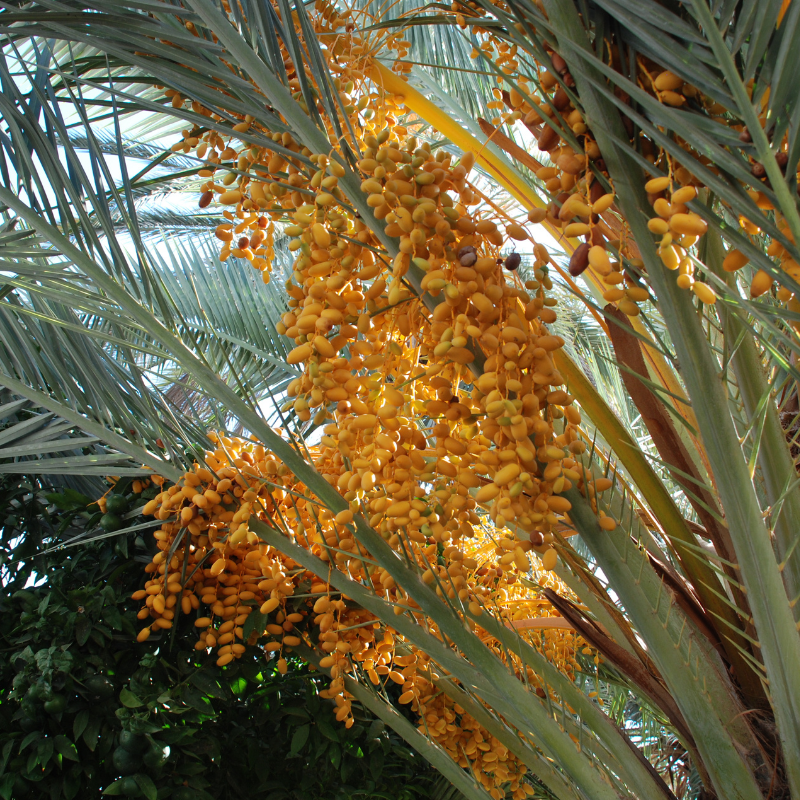 Mabroom dates seeds - 10