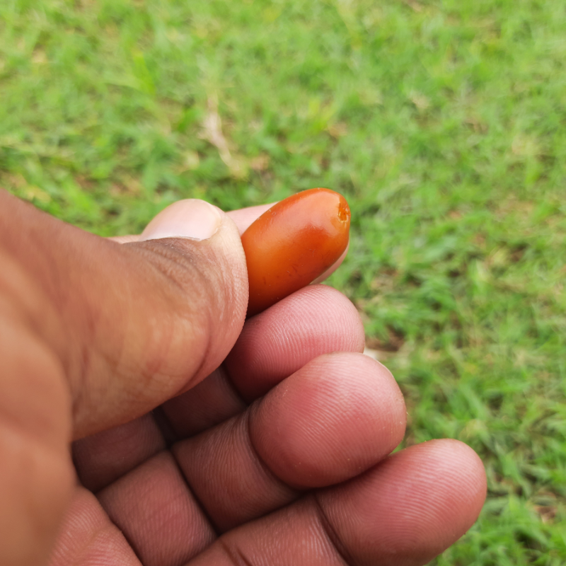 Zahidi dates seeds - 10