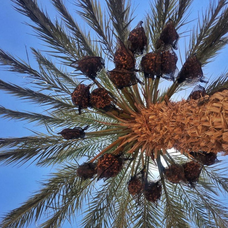 Zahidi dates seeds - 10