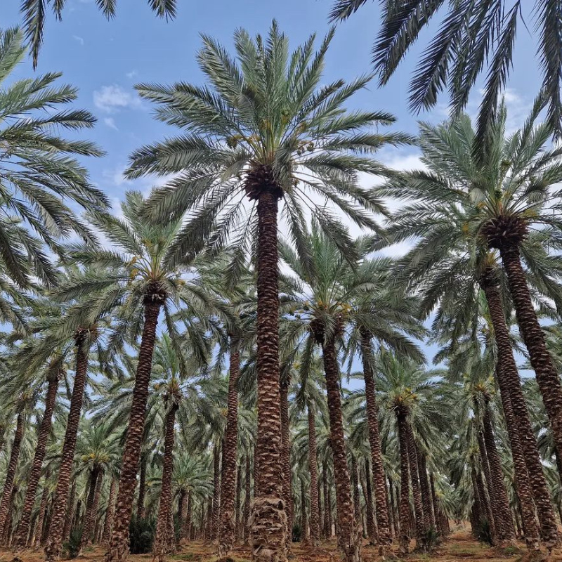 Zahidi dates seeds - 10