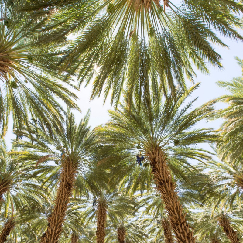 Zahidi dates seeds - 10