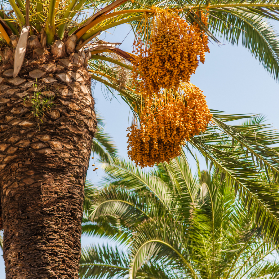 Zahidi dates seeds - 10
