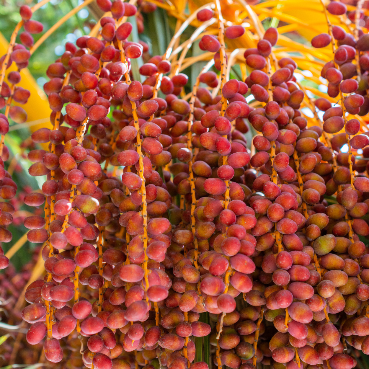 Zahidi dates seeds - 10