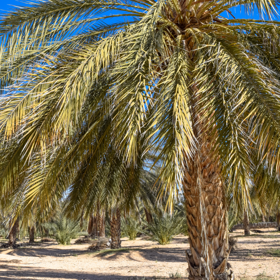 Zahidi dates seeds - 10