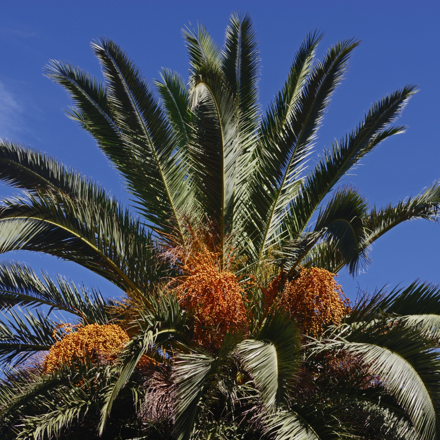 Zahidi dates seeds - 10