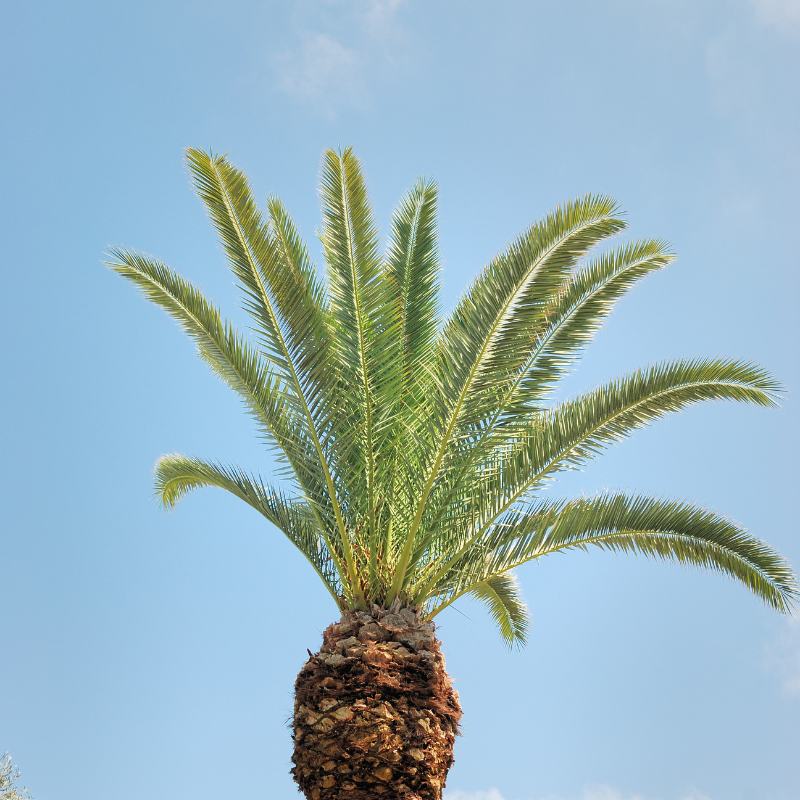 Cliff date palm seeds - 10