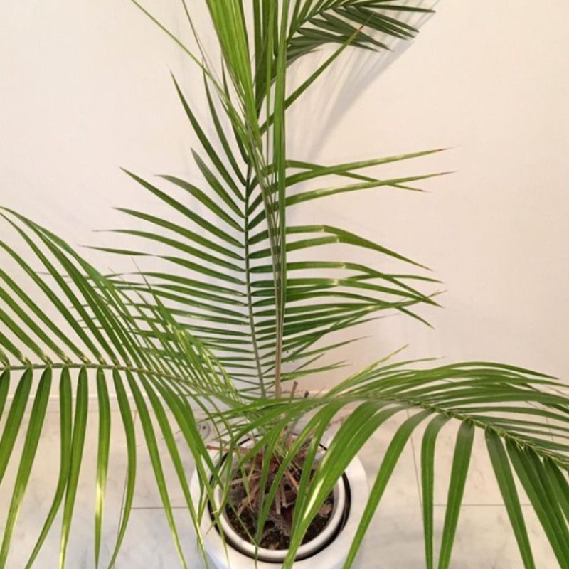 Cliff date palm seeds - 10