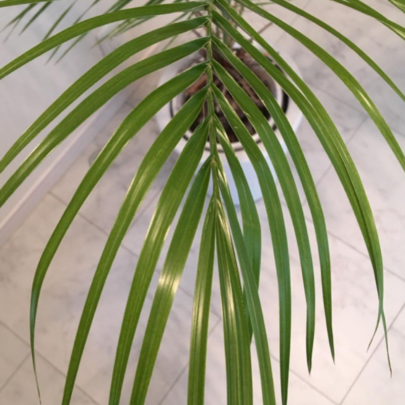 Cliff date palm seeds - 10