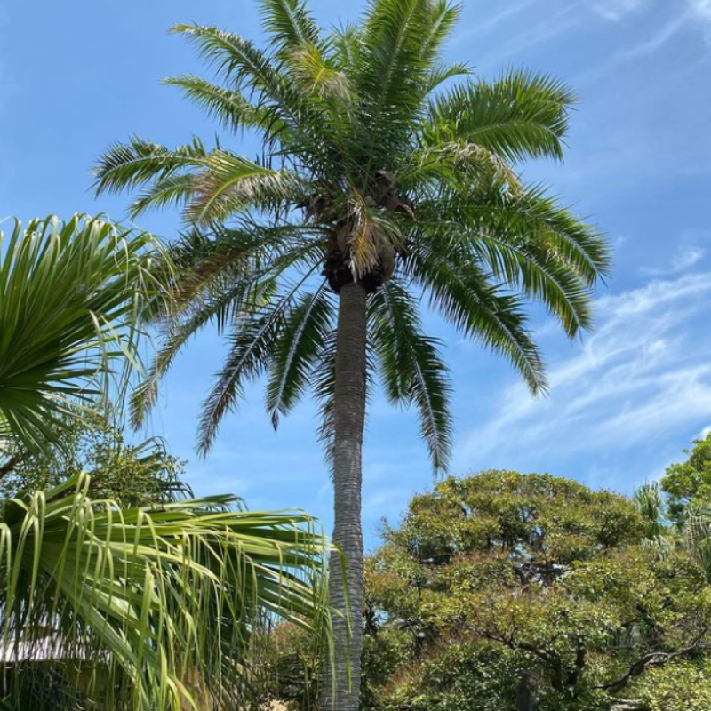 Cliff date palm seeds - 10
