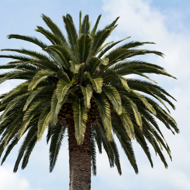 Cliff date palm seeds - 10