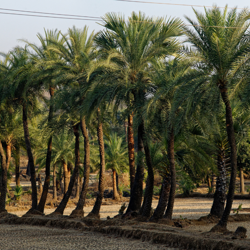 Cliff date palm seeds - 10