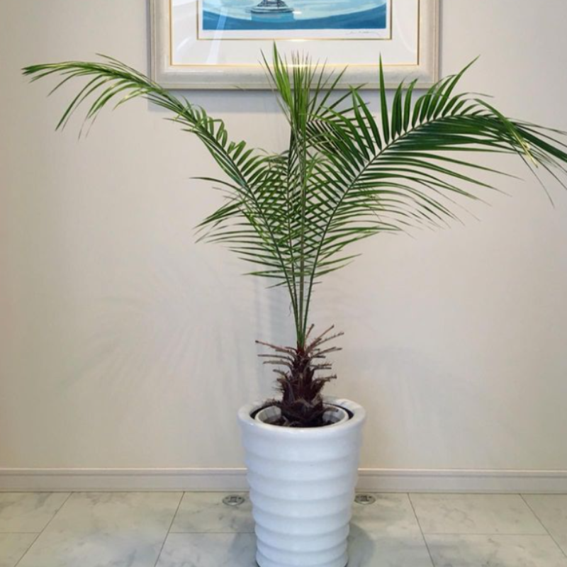 Cliff date palm seeds - 10