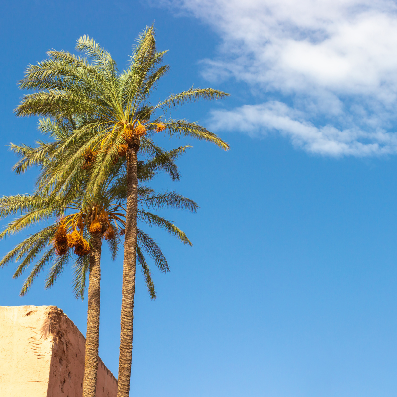 Cliff date palm seeds - 10