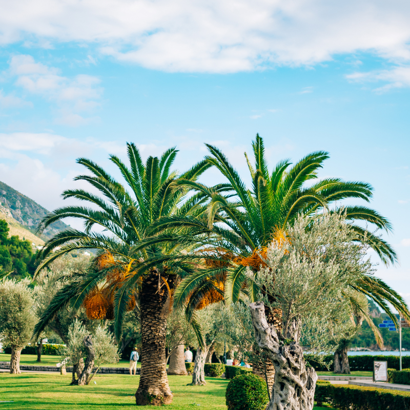 Cliff date palm seeds - 10