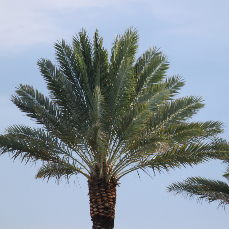 Cliff date palm seeds - 10