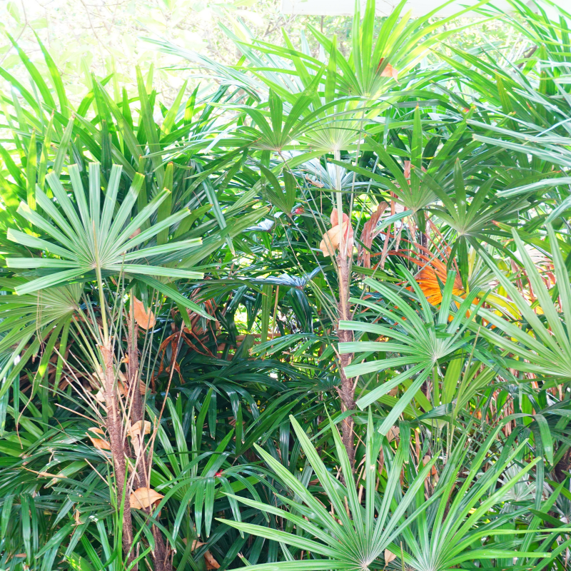 Livistonia jenkensiana seeds - 15