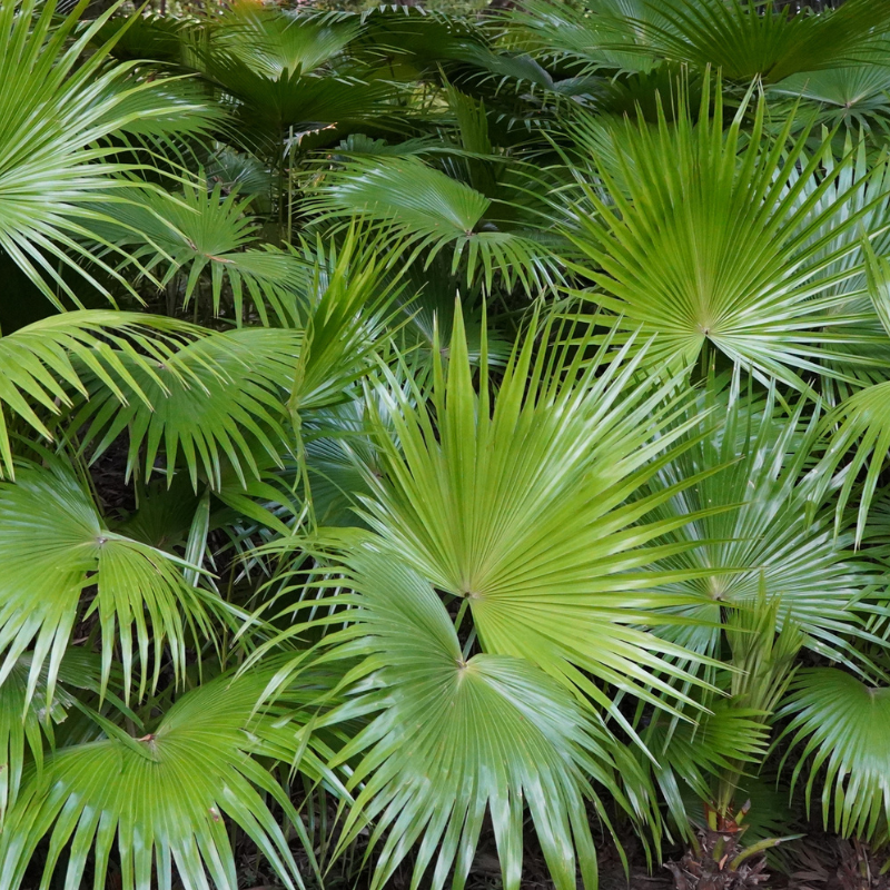Livistonia jenkensiana seeds - 15