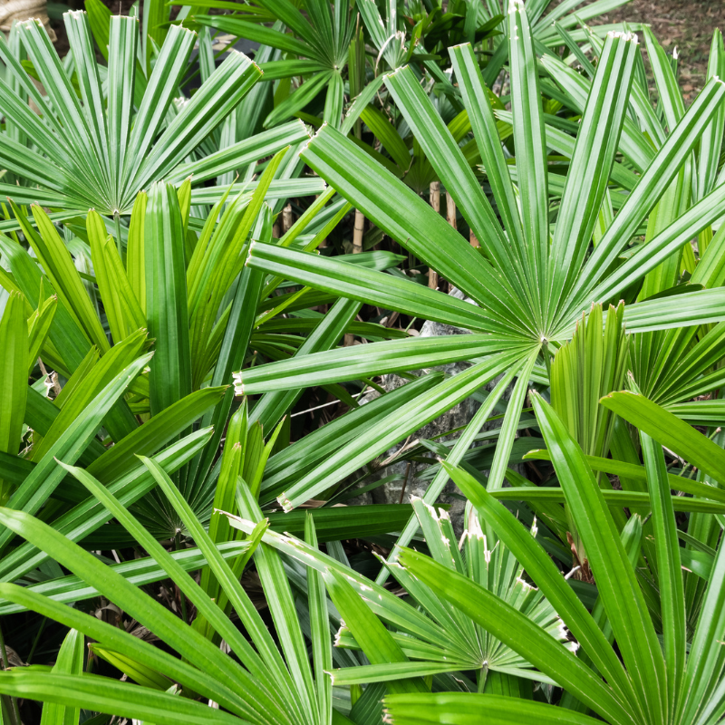 Livistonia jenkensiana seeds - 15