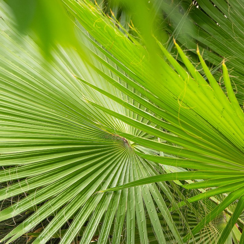 Livistonia jenkensiana seeds - 15