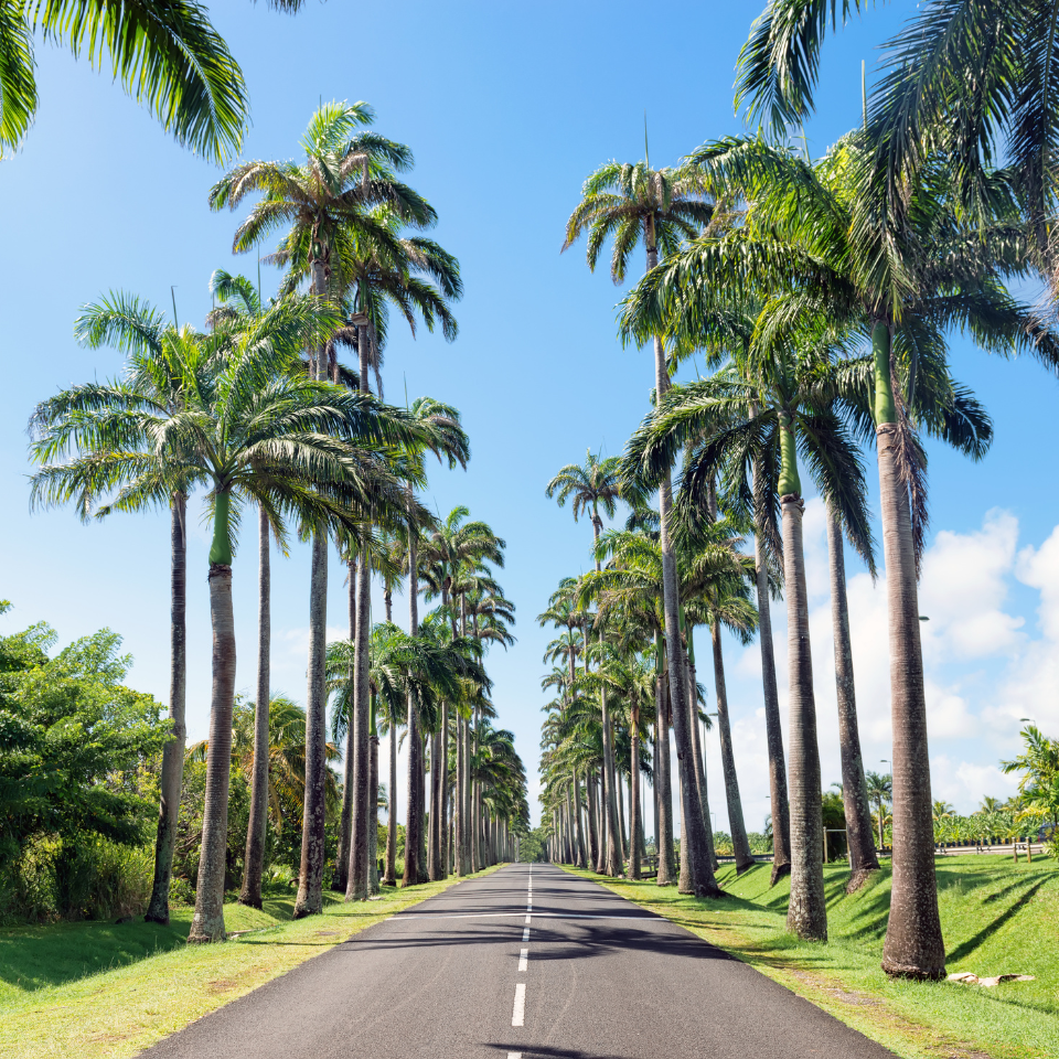 Royal palm, Cuban royal palm seeds - 15