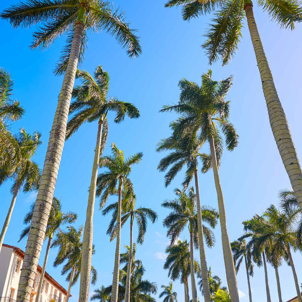 Royal palm, Cuban royal palm seeds - 15