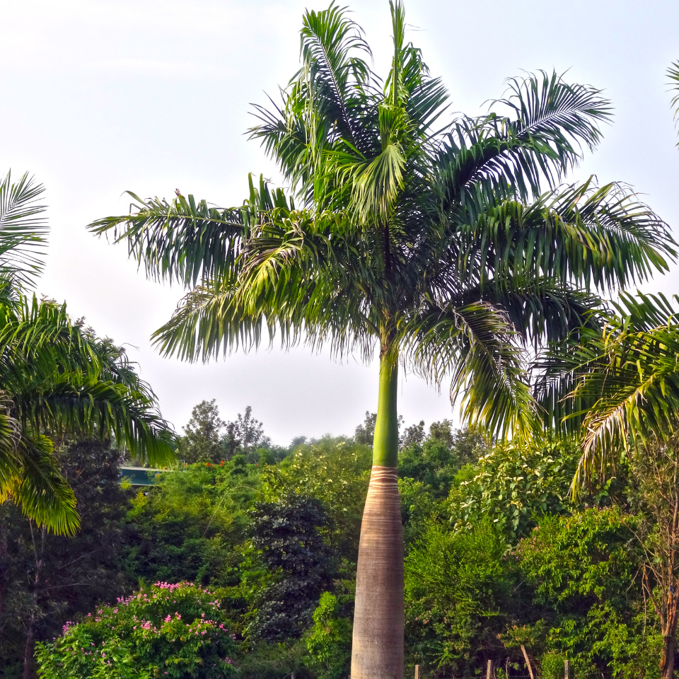 Royal palm, Cuban royal palm seeds - 15