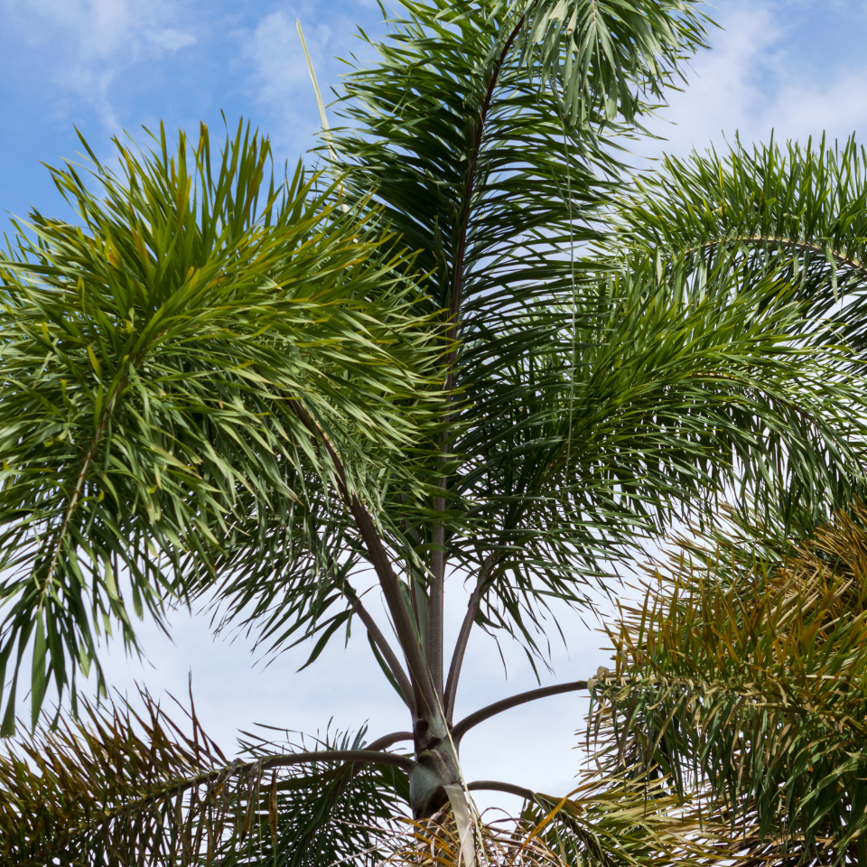 Royal palm, Cuban royal palm seeds - 15
