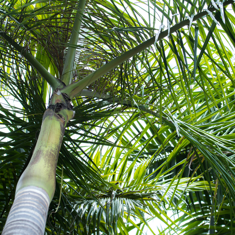 Royal palm, Cuban royal palm seeds - 15