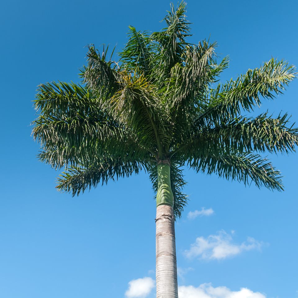 Royal palm, Cuban royal palm seeds - 15
