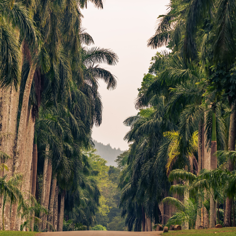 Royal palm, Cuban royal palm seeds - 15