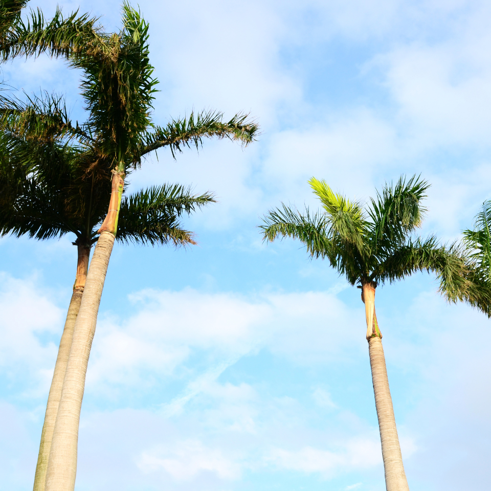 Royal palm, Cuban royal palm seeds - 15