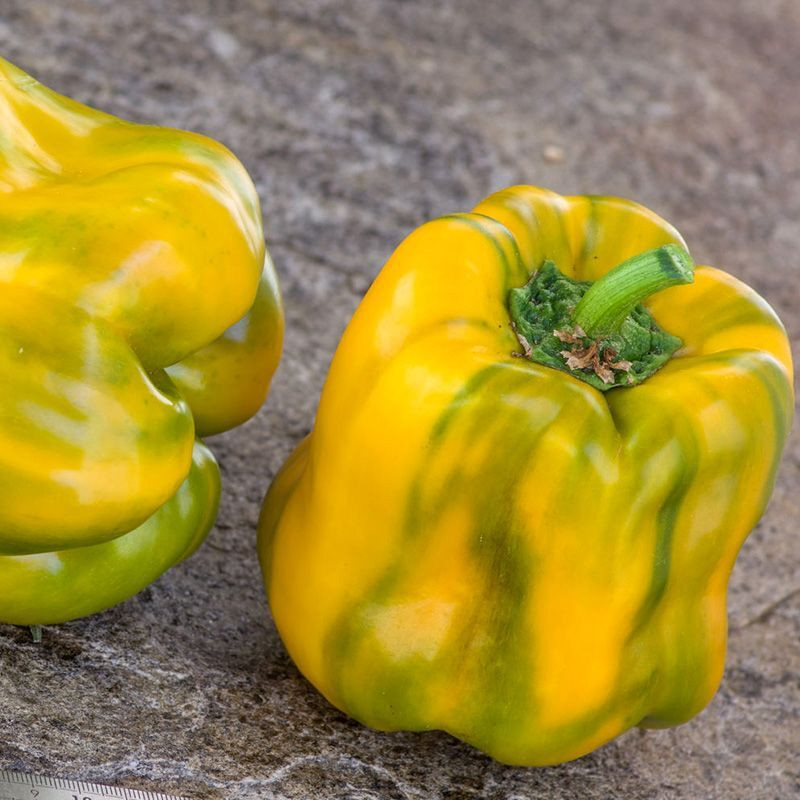 Sweet pepper seeds Yellow Monster - 5