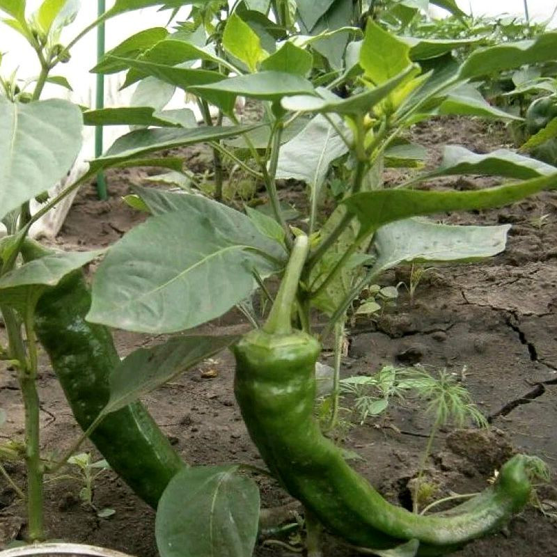Sweet pepper seeds Sweet Point - 5