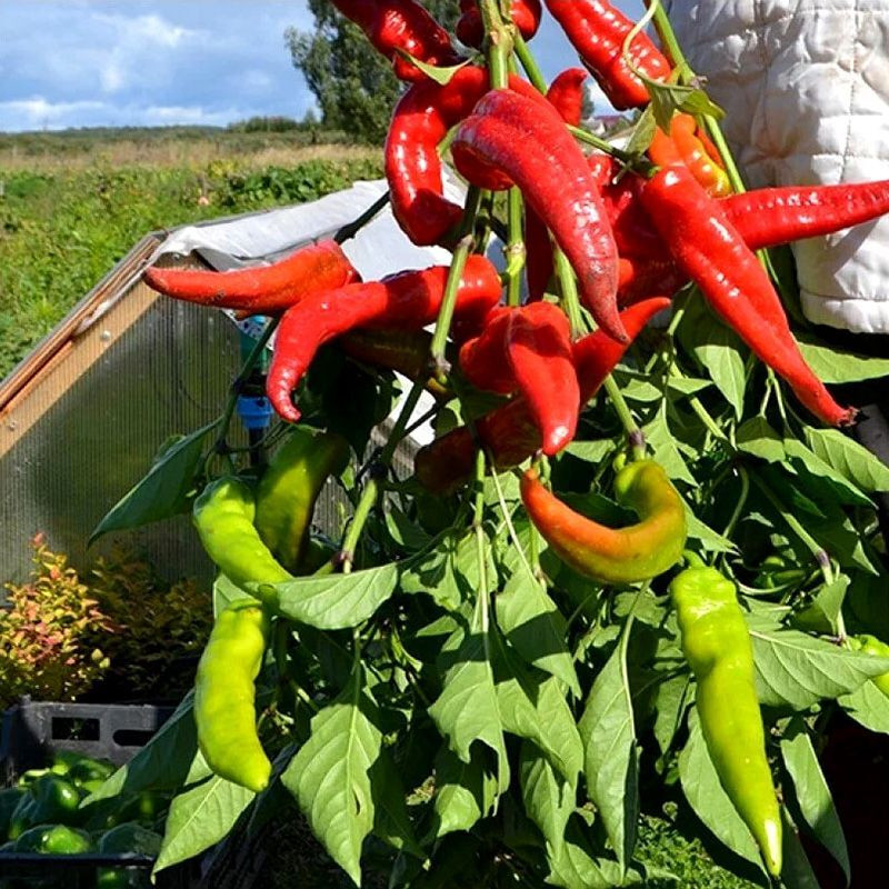 Sweet pepper seeds Sweet Point - 5