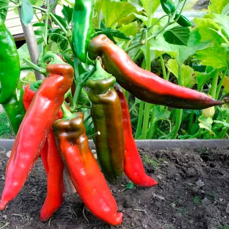 Sweet pepper seeds Sweet Point - 5