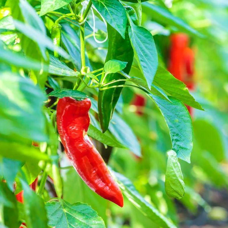 Sweet pepper seeds Sweet Point - 5