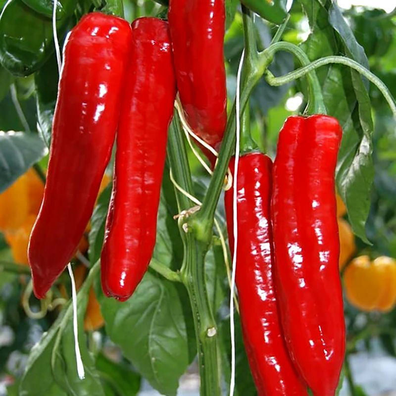 Sweet pepper seeds Sweet Point - 5