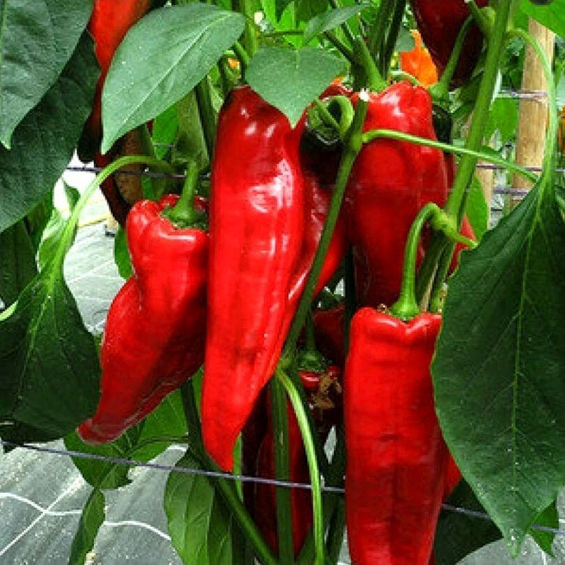 Sweet pepper seeds Sweet Point - 5