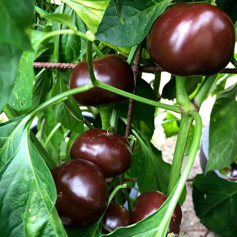 Hot pepper seeds Chocolate Cherry - 5