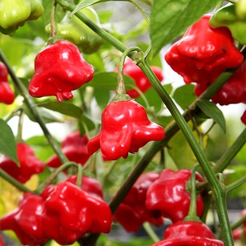 Hot pepper seeds Spicy Bell (Bishop Crown) - 5