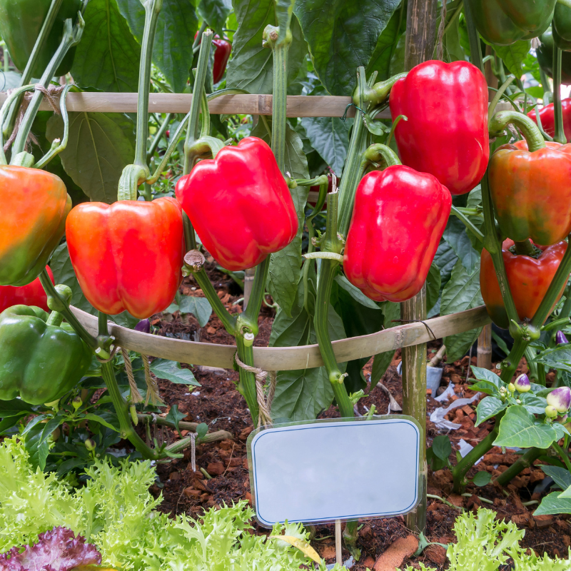 Sweet Bell red pepper seeds - 10