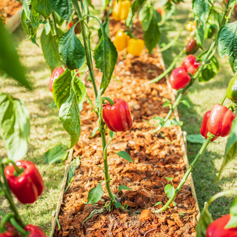 Sweet Bell red pepper seeds - 10