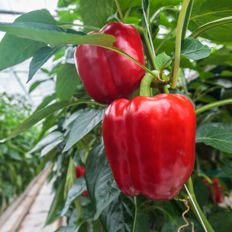 Sweet Bell red pepper seeds - 10