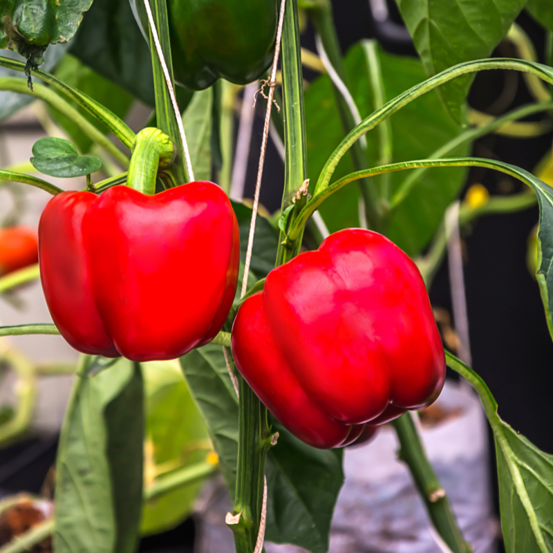Sweet Bell red pepper seeds - 10