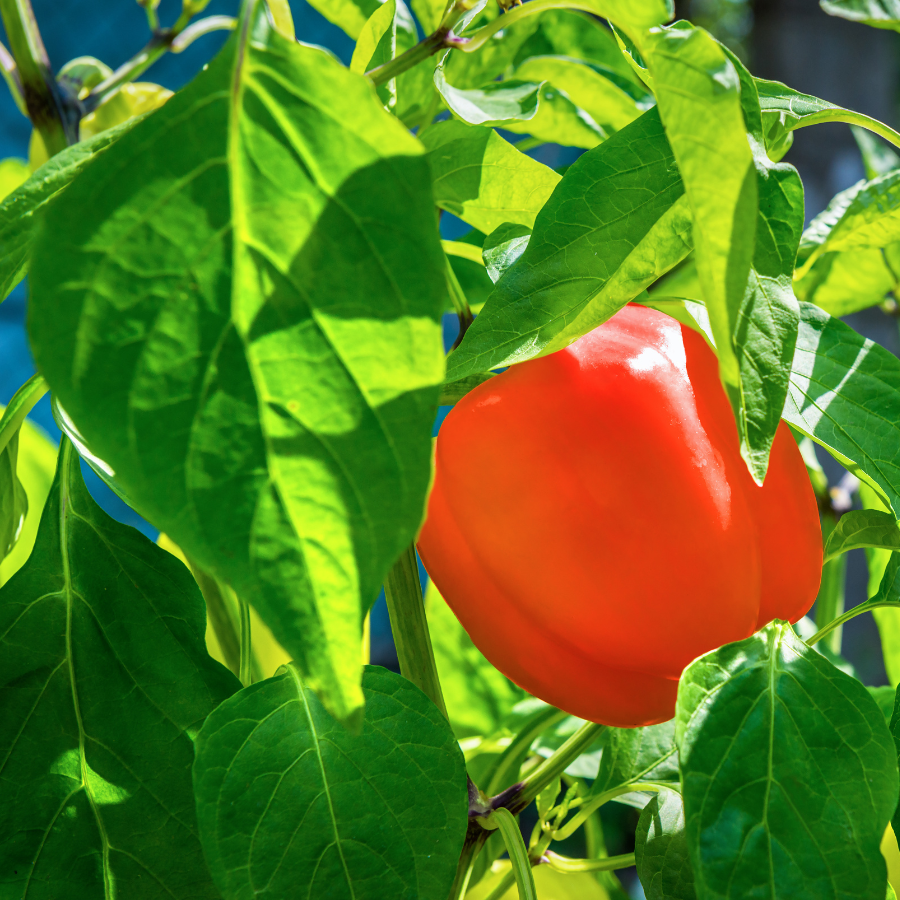 Sweet Bell red pepper seeds - 10