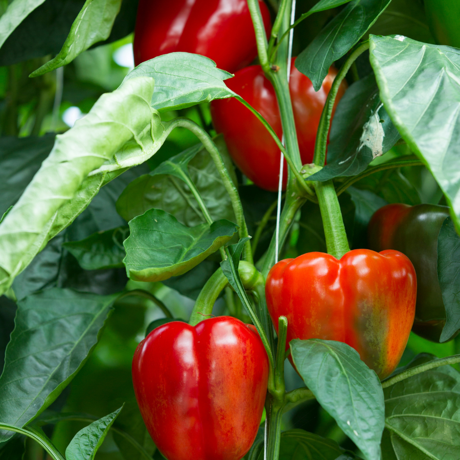 Sweet Bell red pepper seeds - 10