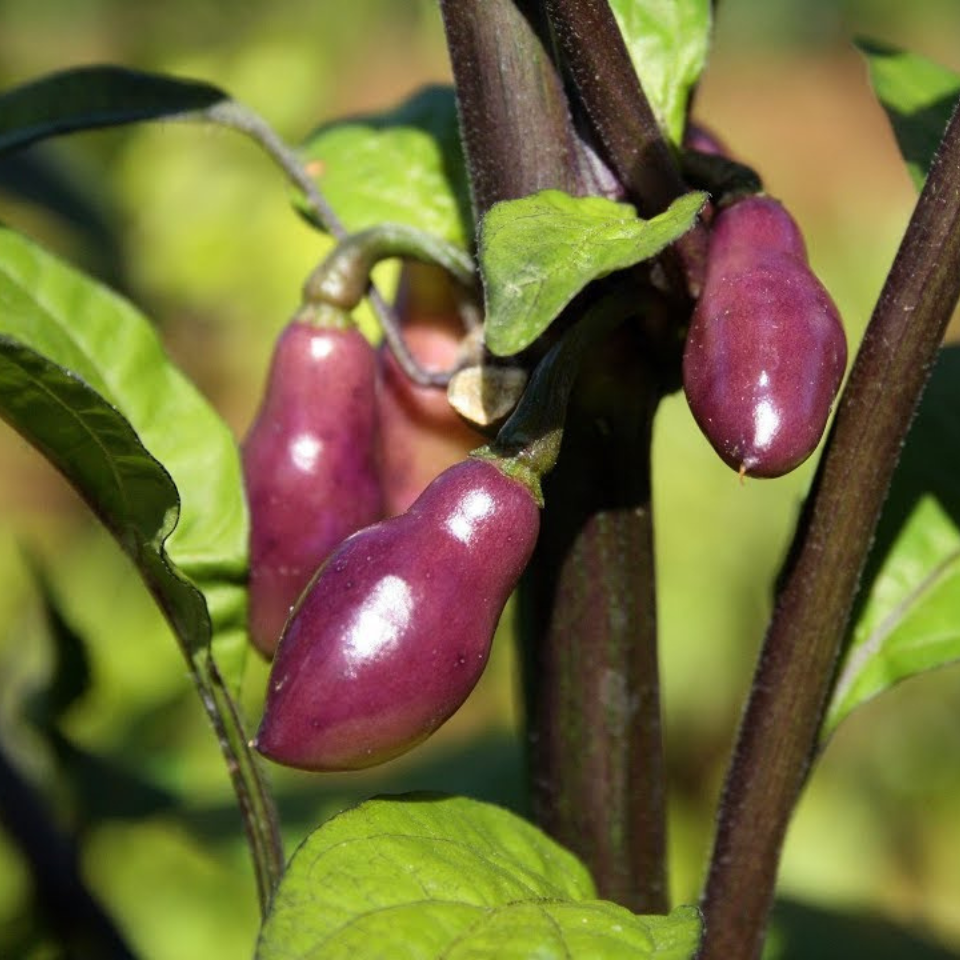 Hot pepper seeds Fidalgo Roxa - 5
