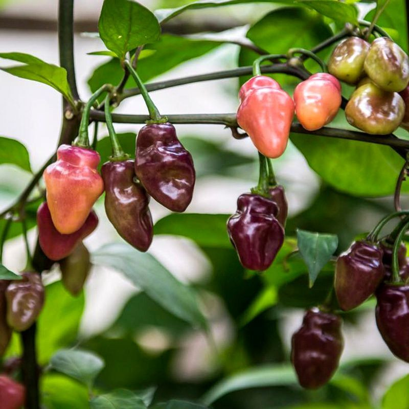 Hot pepper seeds Fidalgo Roxa - 5