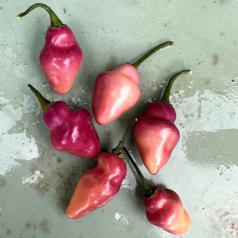 Hot pepper seeds Fidalgo Roxa - 5